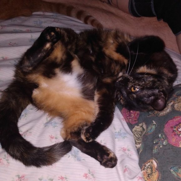 Meet your Posher, Riva Sue - Picture 13 of 13